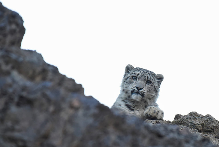 Snow Leopard Tour India | Best time to visit India