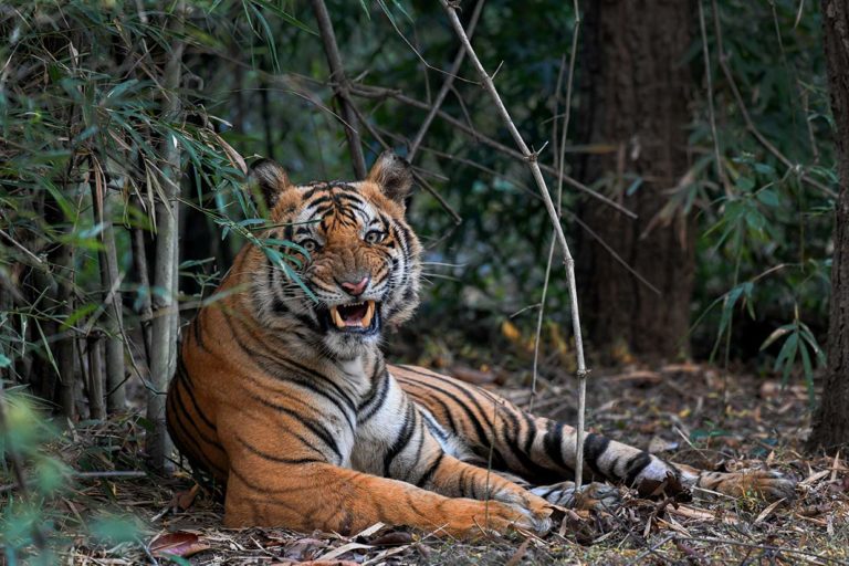 Golden Triangle tour with Tiger Safari | Tiger Safari In India | Golden Triangle Tour with Ranthambore | Tiger safari and golden Triangle Tour