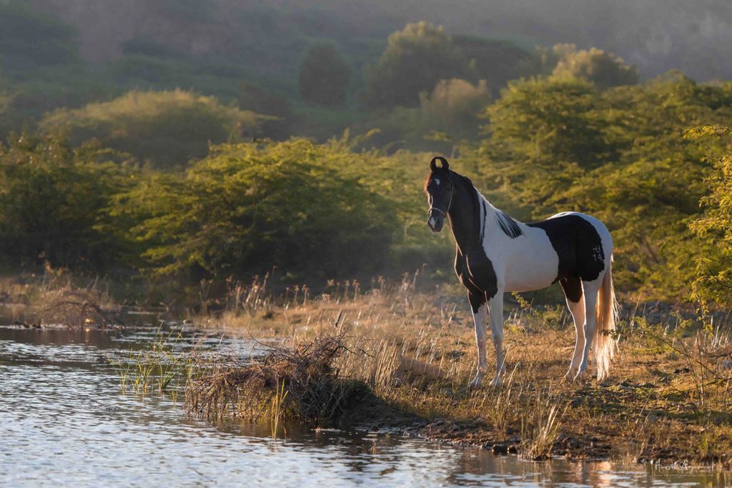 Equine Photography Tour India | India Equine Photo Tour | India Marwari Horses | Indian Horses | Indian Horse tour | India Best Horses | Harsh Agarwal Photography