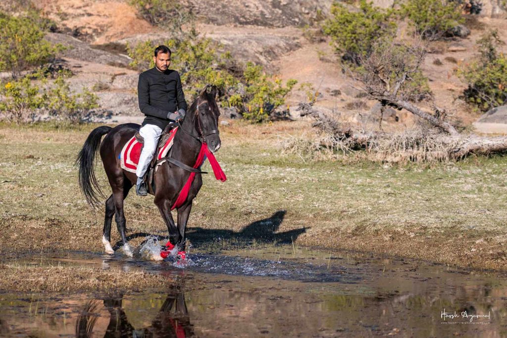 Equine Photography Tour India | India Equine Photo Tour | India Marwari Horses | Indian Horses | Indian Horse tour | India Best Horses | Harsh Agarwal Photography