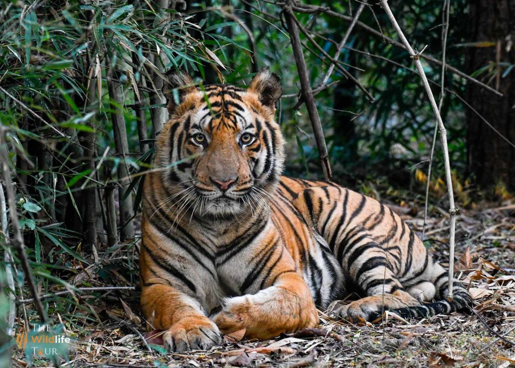 India Golden Triangle tour with tigers | Golden triangle tour with tigers | tiger safaris in India | tiger photography India