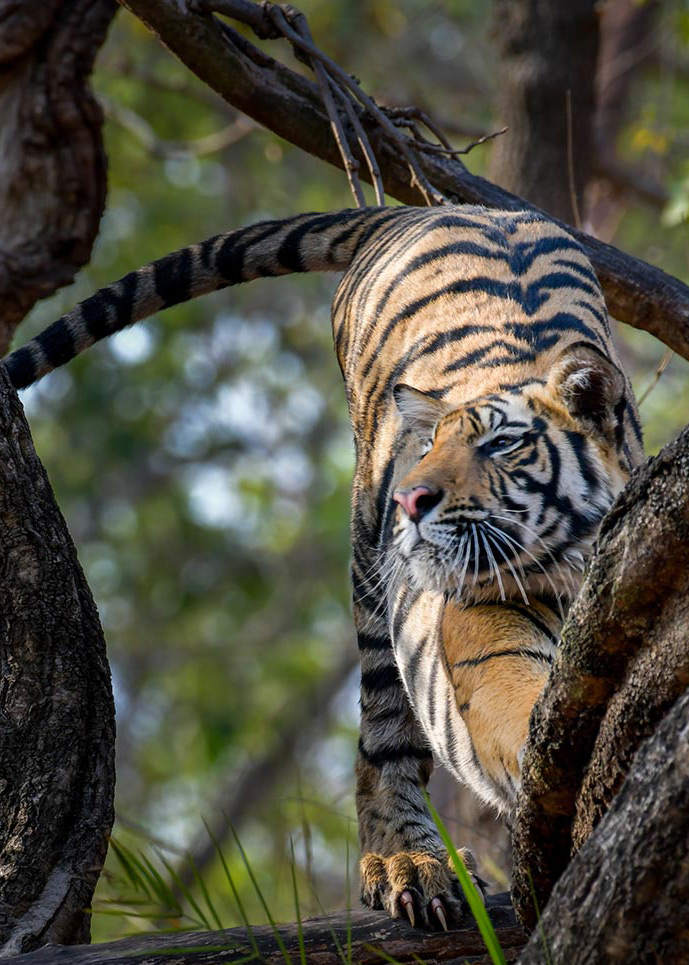 tiger safari India 19