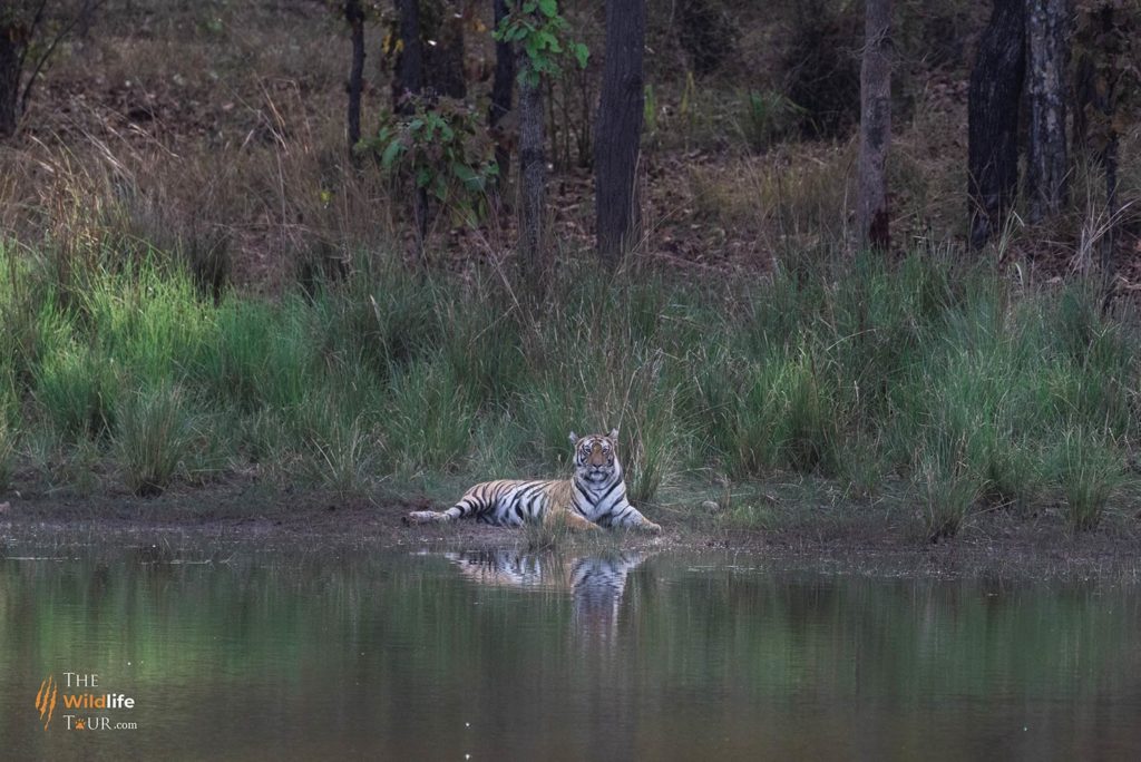 tiger safari India 3 1