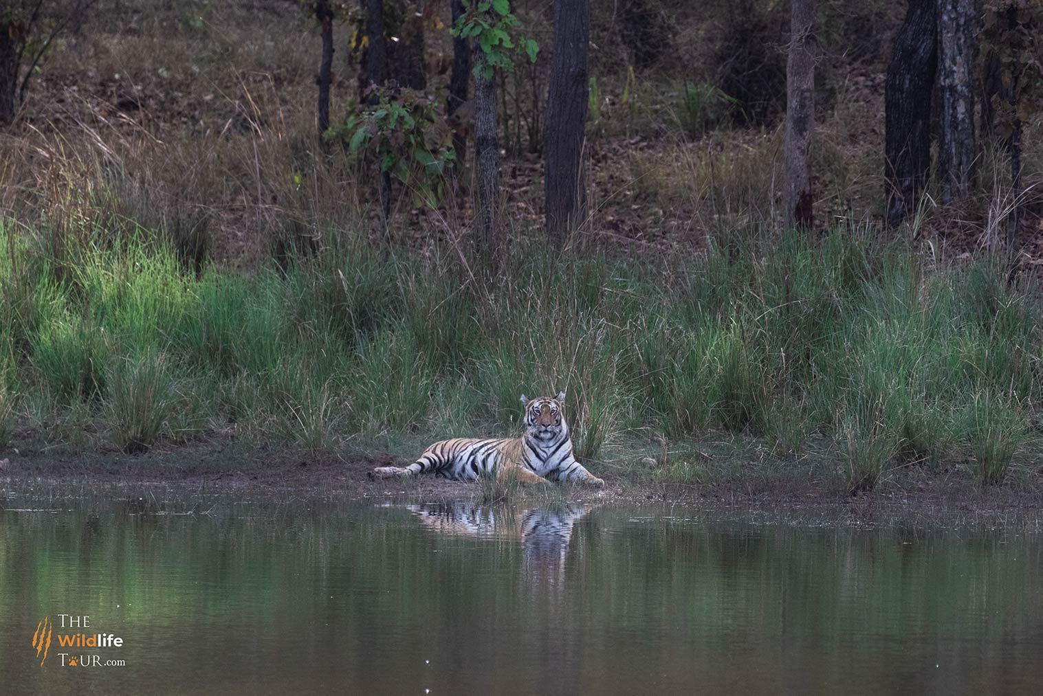 tiger safari India 3 1