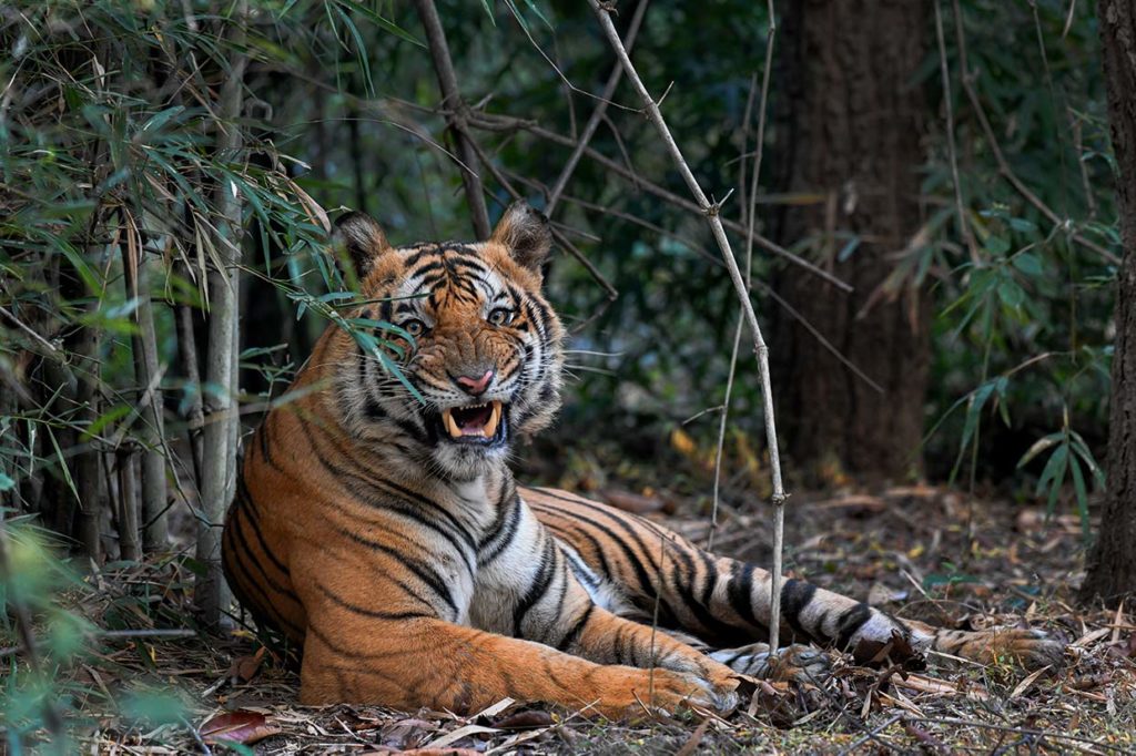 Tiger Safari India | India Tiger Safari | Tigers tour in India | wildlife trip in India | Taj Mahal Tour India | Private tiger safari India