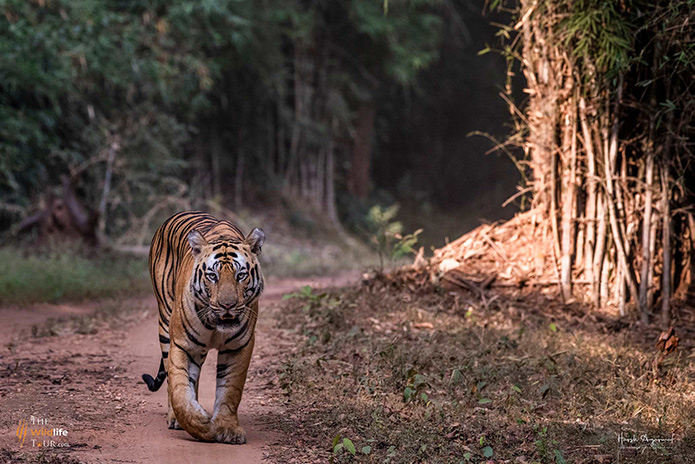 Tiger Safari India | India Tiger Safari | India Jungle Safari | Jungle Safari India