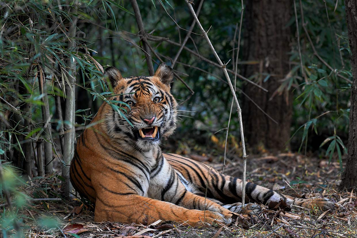 The wildlife in India | Tiger Safaris | India Tiger Safari