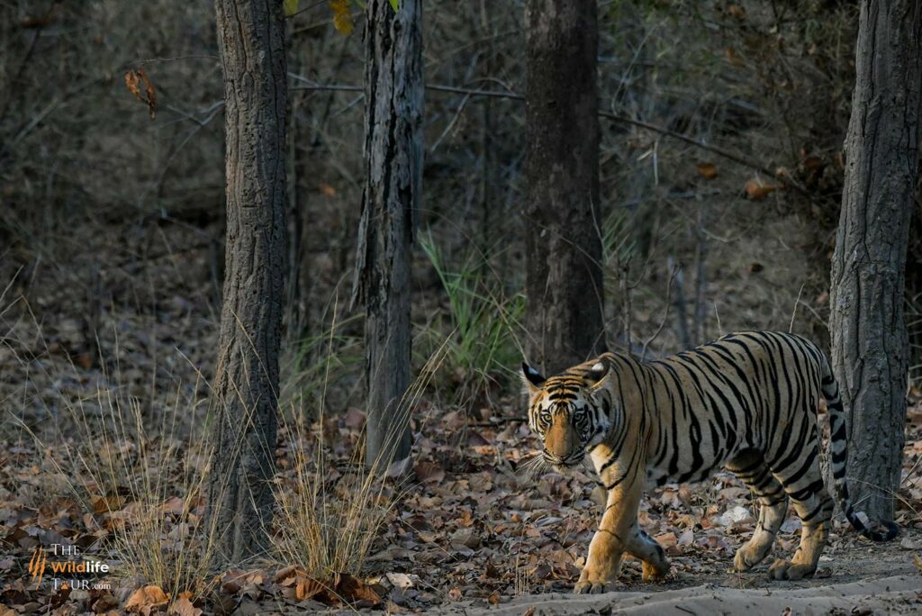 Tiger safari india